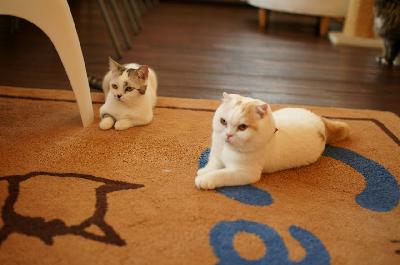 ごまめとマロン