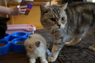 レオと子猫