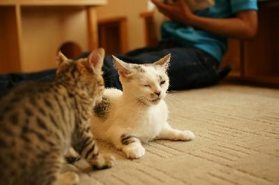 ショコラとごまめ