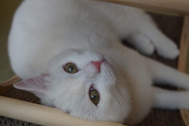 カメラ目線の白子猫