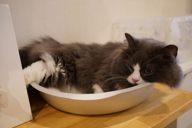 鍋猫か箱猫か