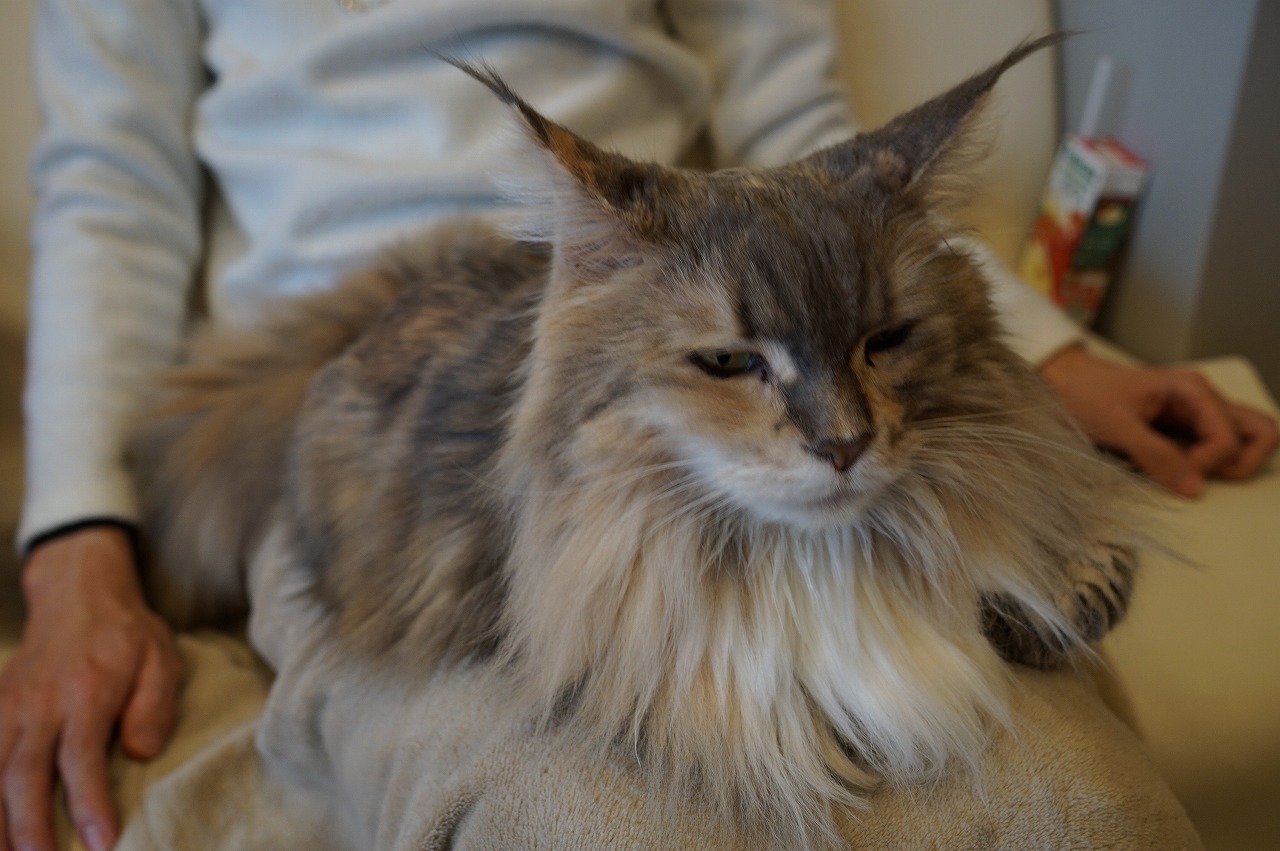 不思議なジャスミンちゃん - 大阪の人懐っこい猫カフェCat tail