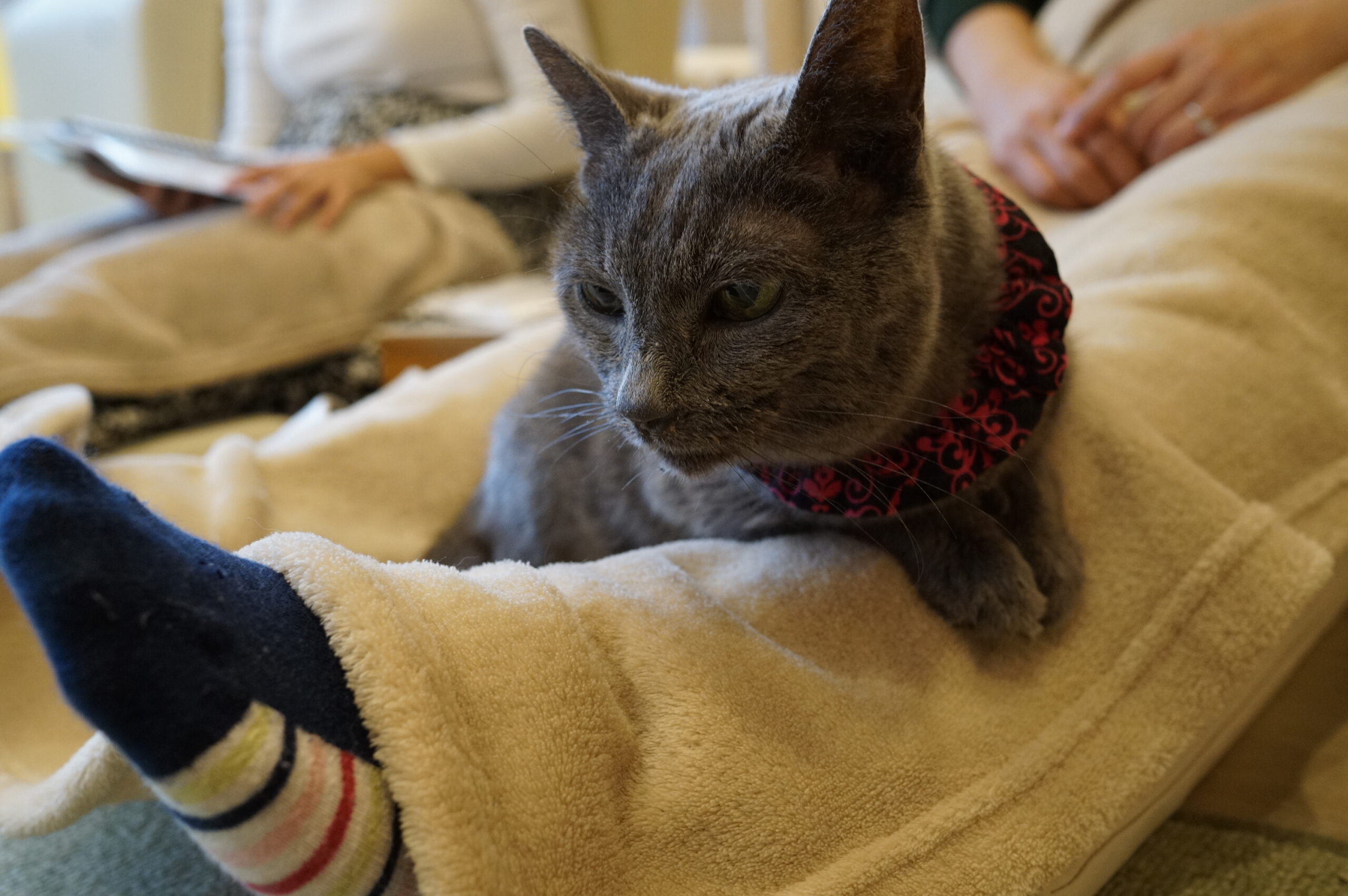 ねこ　確認ページ　街ベル UN BILLION｜ペルケ perche*黒ねこ意匠 ROBIN / ジャバラカード