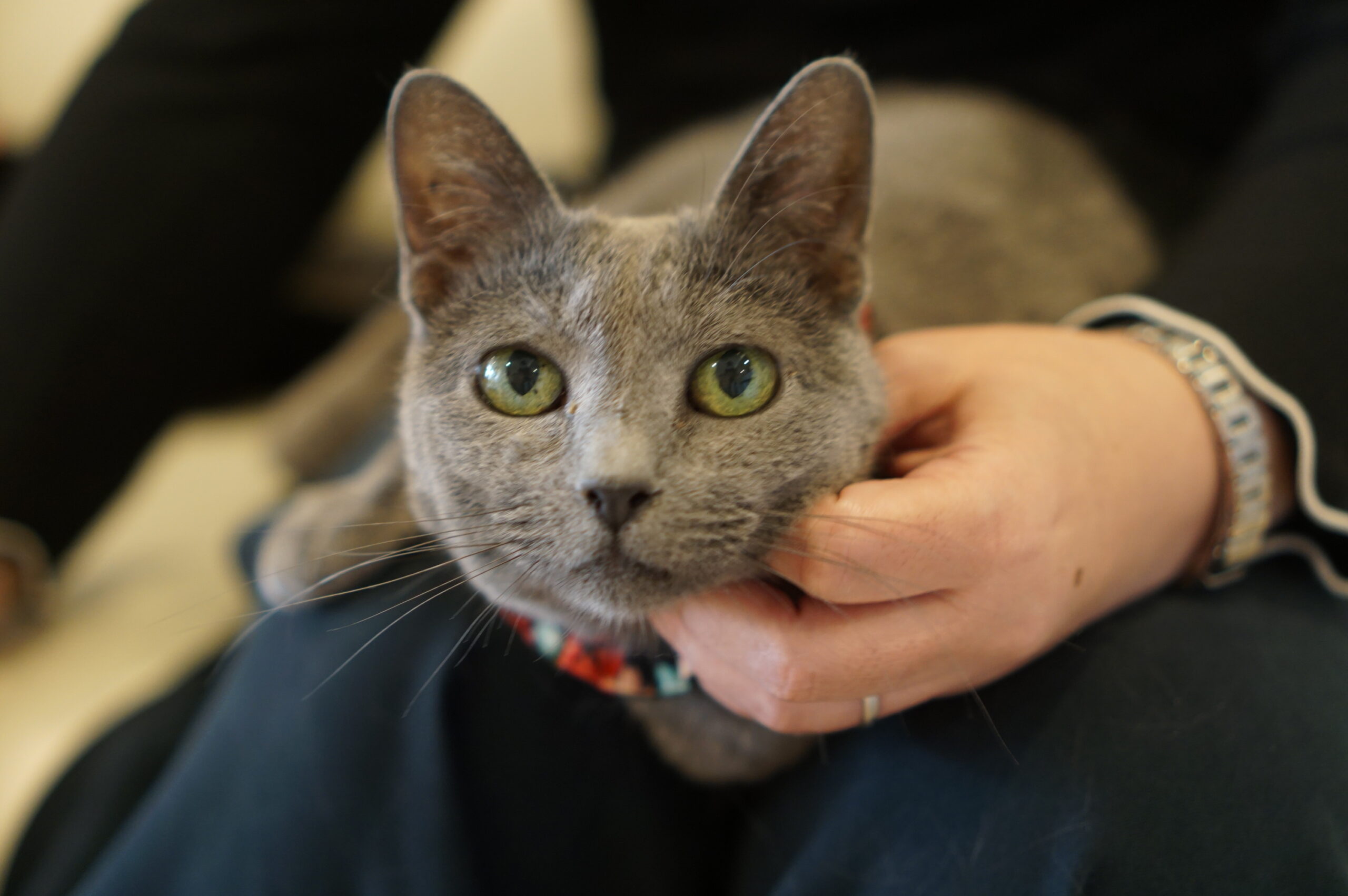 ねこ　確認ページ　街ベル ペルケ perche 黒ねこ意匠 ROBIN コラボ / ジャバラカードウォレット