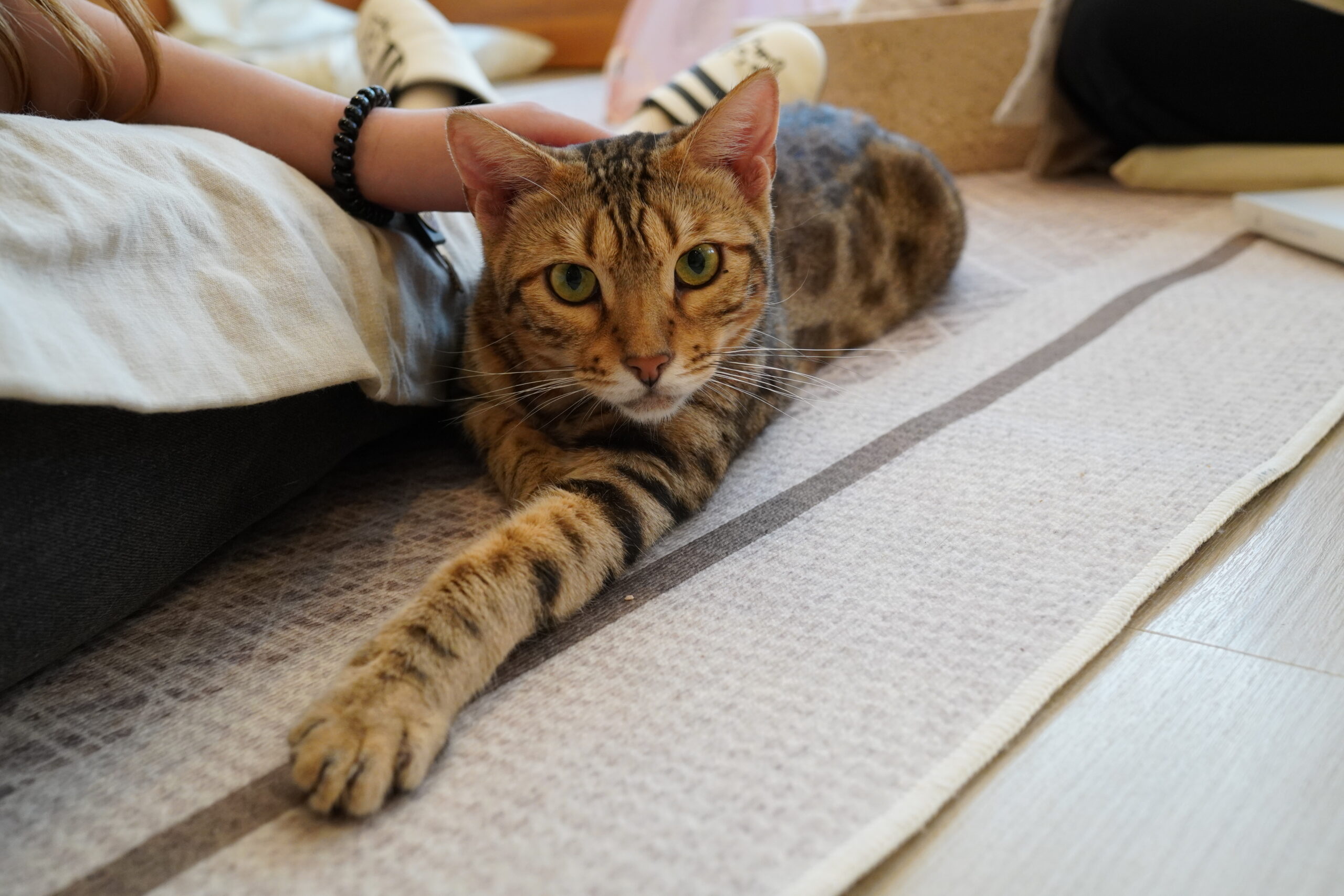 なでなで金時くん - 大阪の人懐っこい猫カフェCat tail なでなで金時くん - 大阪の人懐っこい猫カフェCat tail