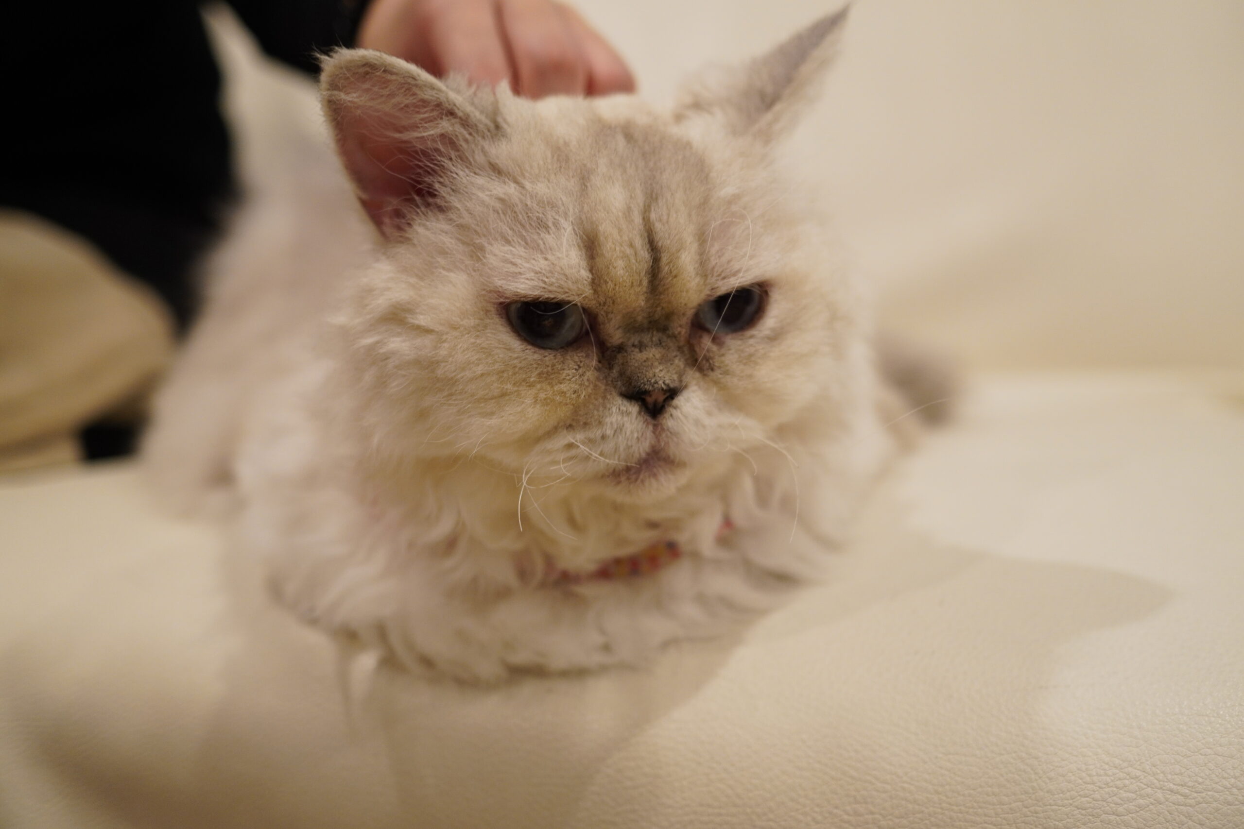 しゅうちゃん　雫猫屋Ｌ 遊び担当しずくちゃん | 心斎橋の人懐っこい猫カフェCat tail