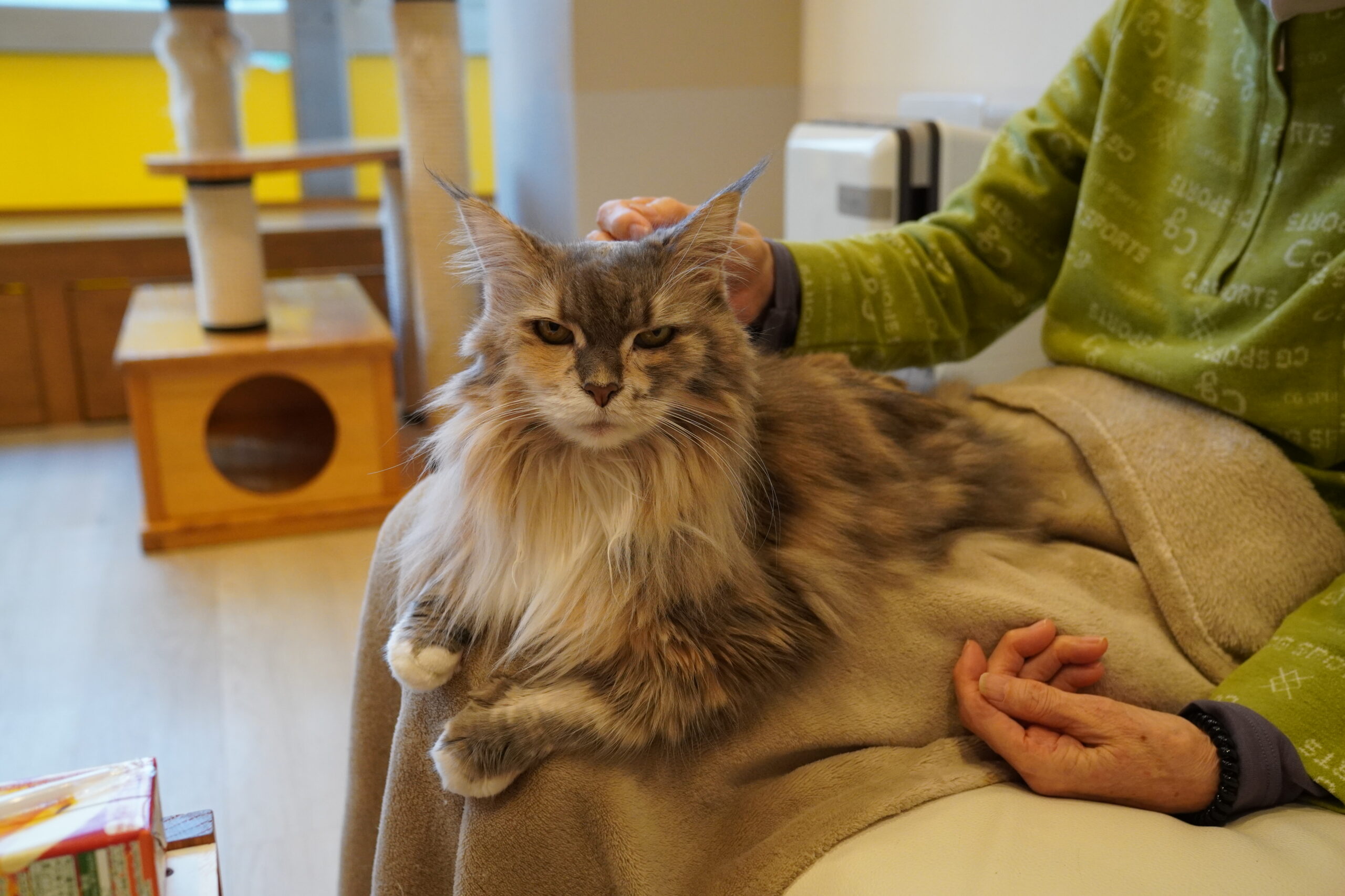 緊急手術のジャスミンちゃん - 大阪の人懐っこい猫カフェCat tail