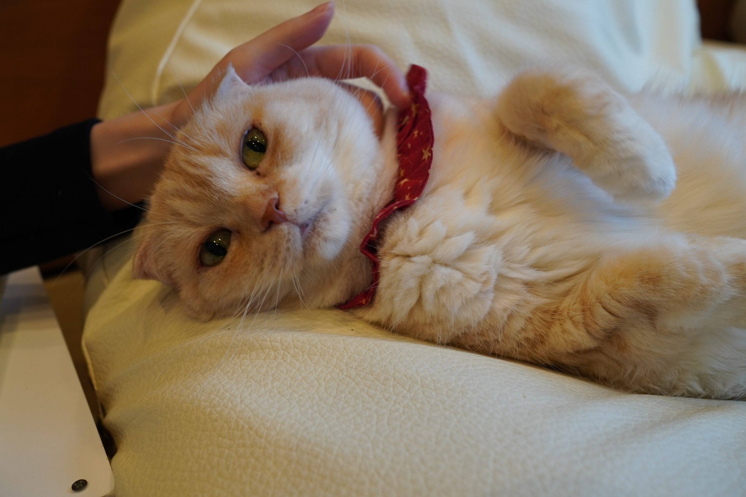 ご機嫌なくるみちゃん | 心斎橋の人懐っこい猫カフェCat tail