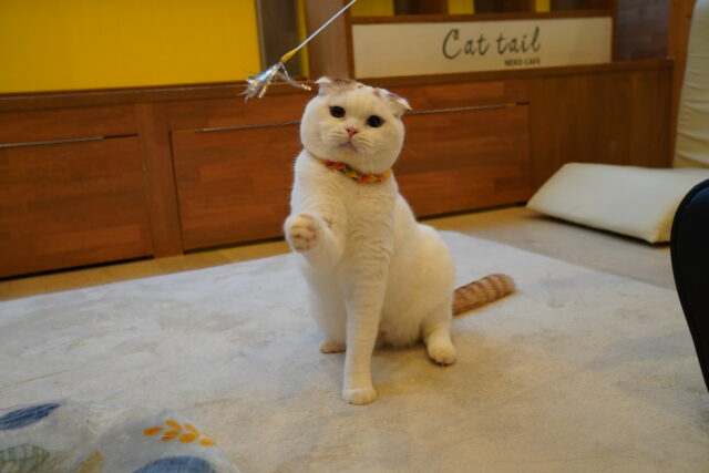僕も遊ぶよマフィンくん