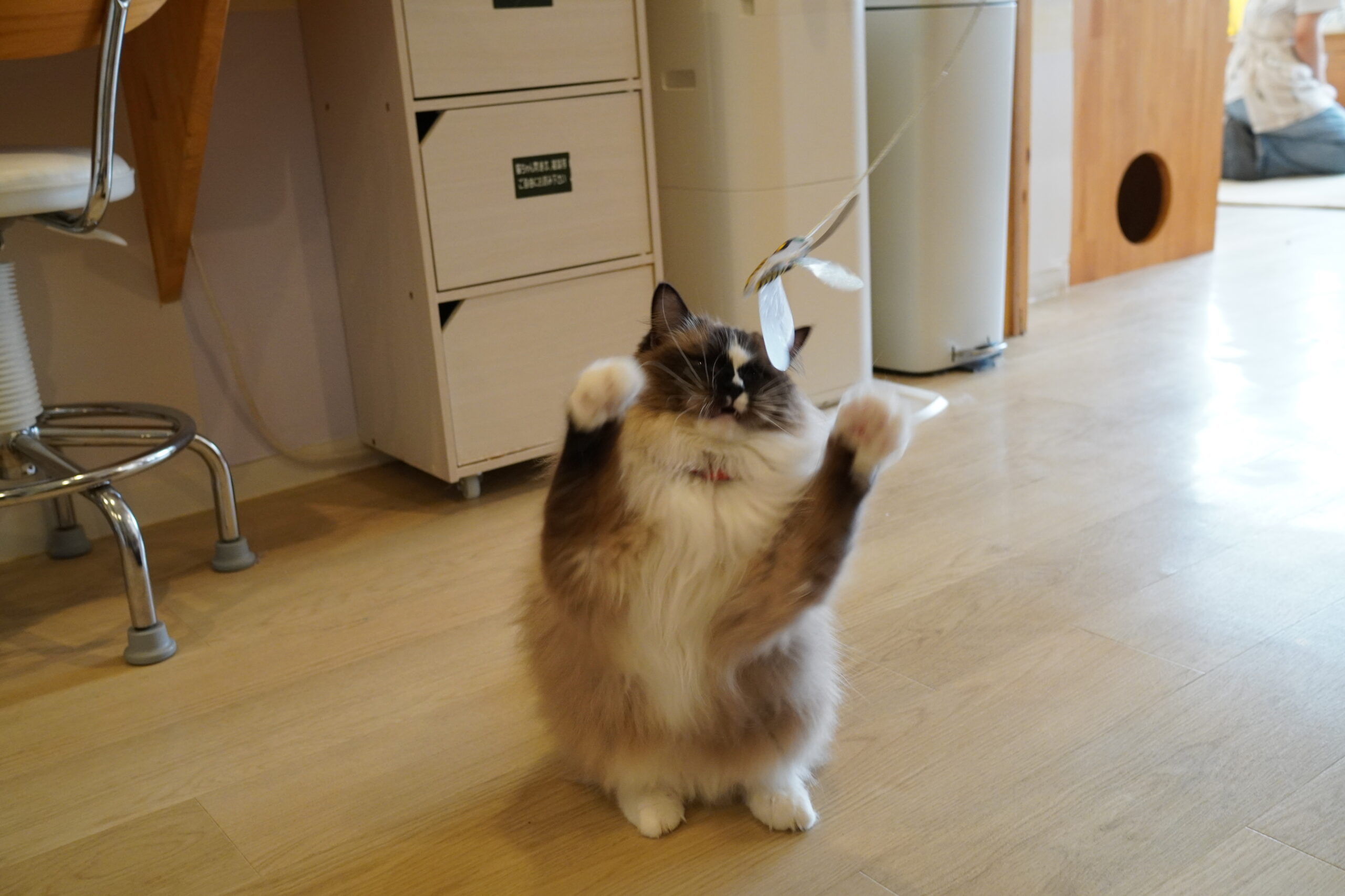 遊ぶちまきちゃん | 心斎橋の人懐っこい猫カフェCat tail