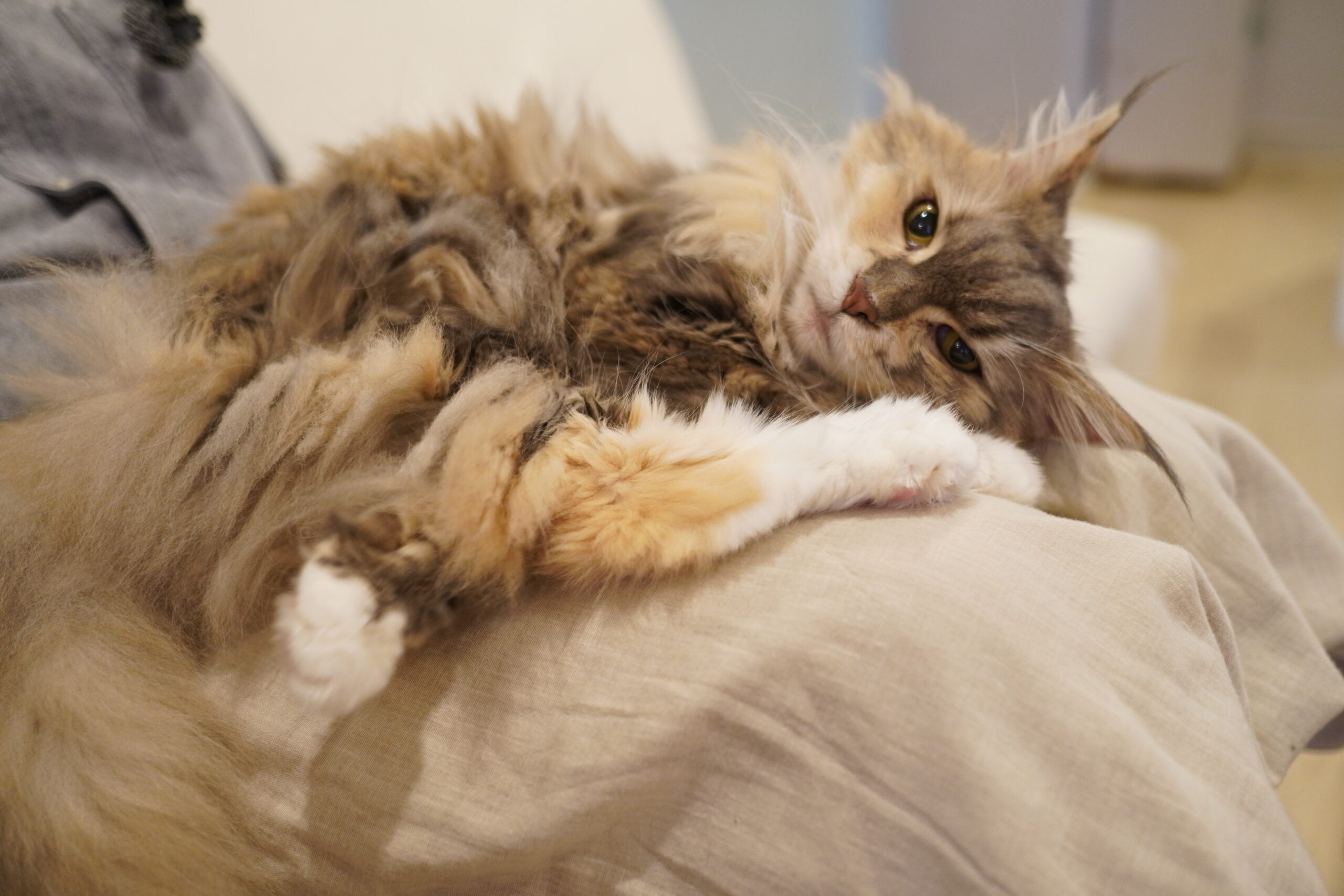 まったり大欠伸ジャスミンちゃん - 大阪の人懐っこい猫カフェCat tail