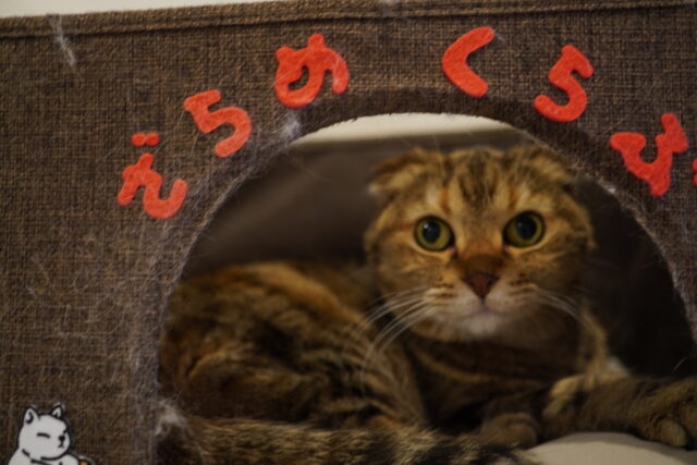 カウンターのざらめちゃん