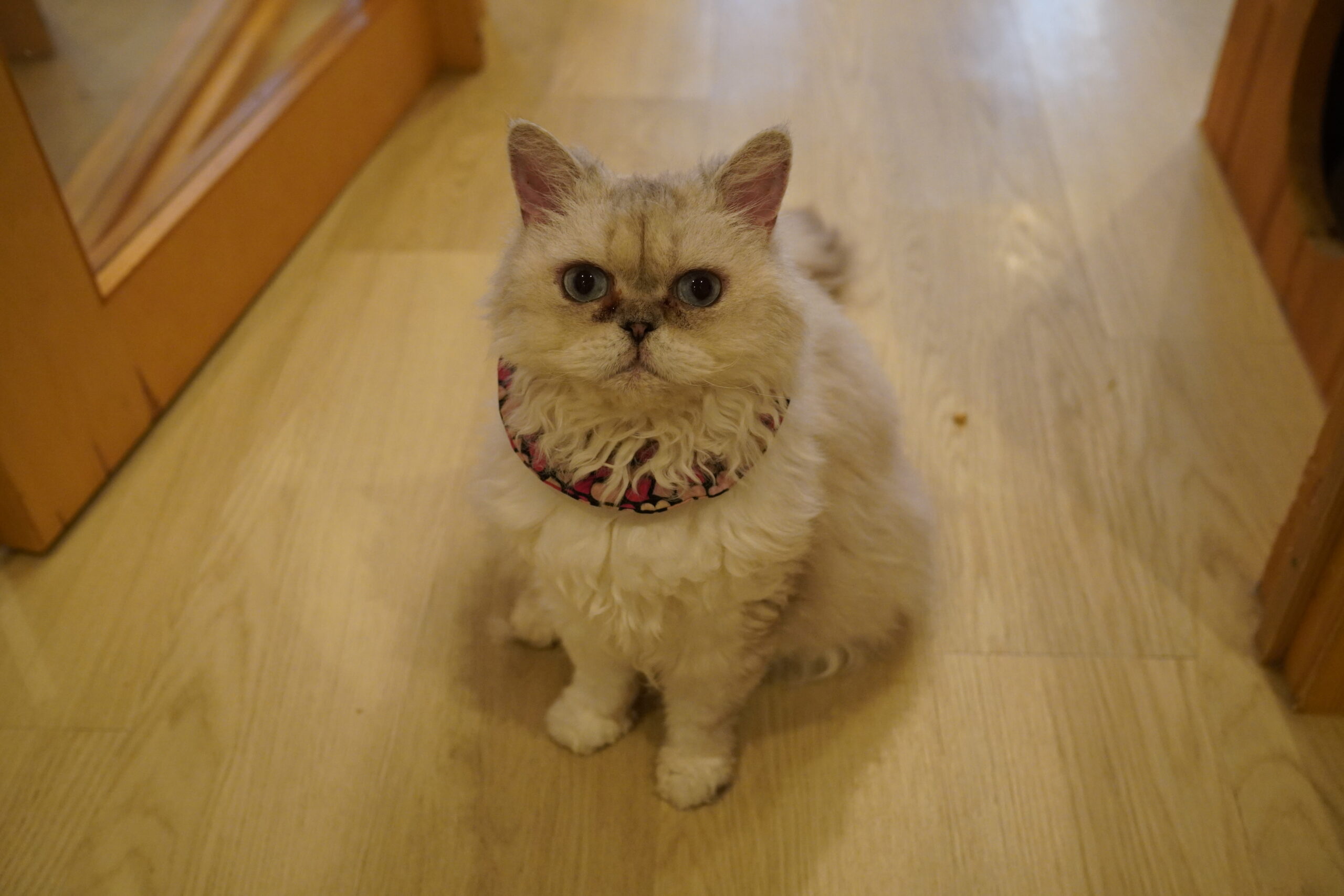 しずくちゃん5才 - 大阪の人懐っこい猫カフェCat tail