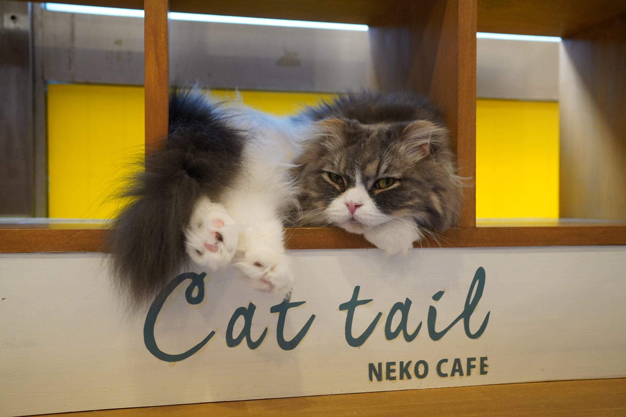 モデルなミントくん - 大阪の人懐っこい猫カフェCat tail