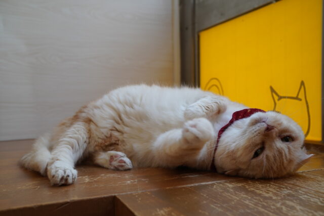 モデルポーズのくるみちゃん