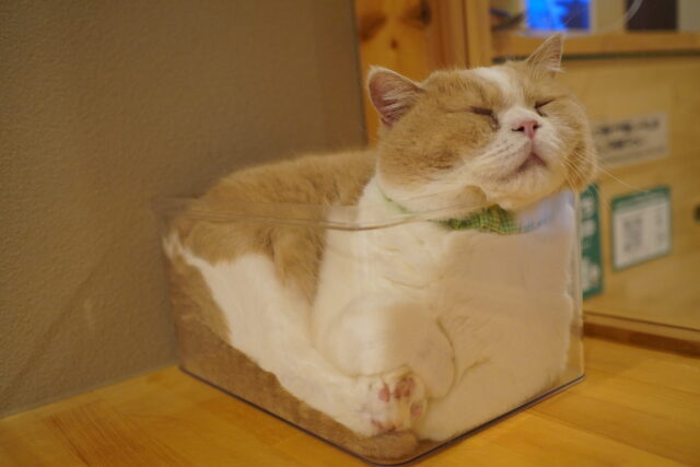 箱猫コロン君