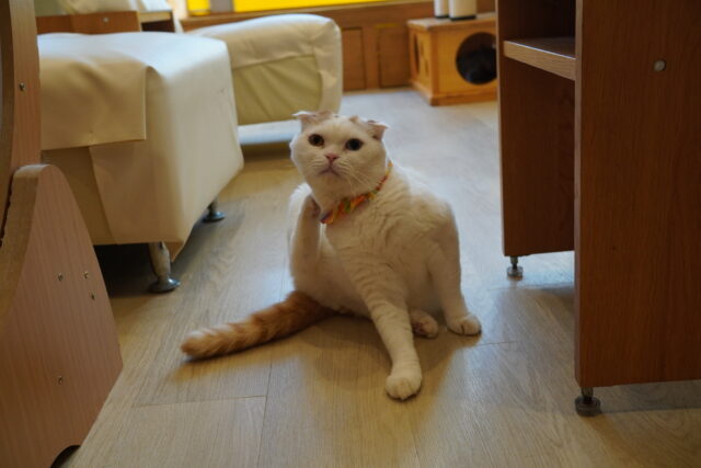 動くマフィンくん