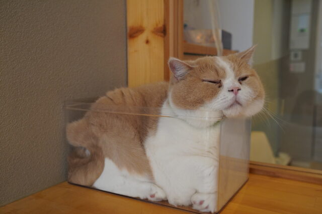 遊んで箱猫になるコロン君
