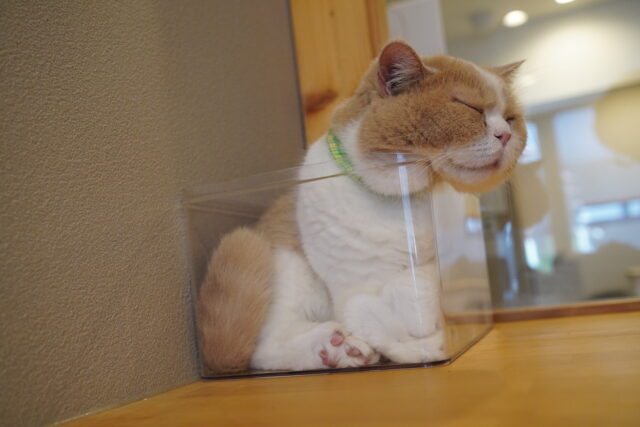 箱猫コロン君