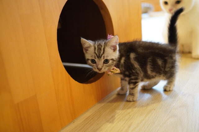子猫デビュー①