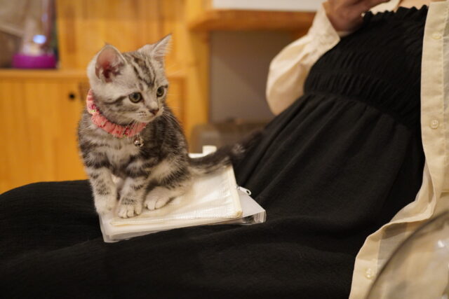 お盆も活躍するあずきちゃん