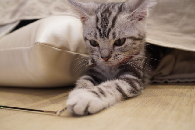 ひざ下隠れあずきちゃん