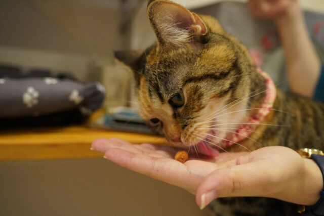 スぺおやあられちゃん