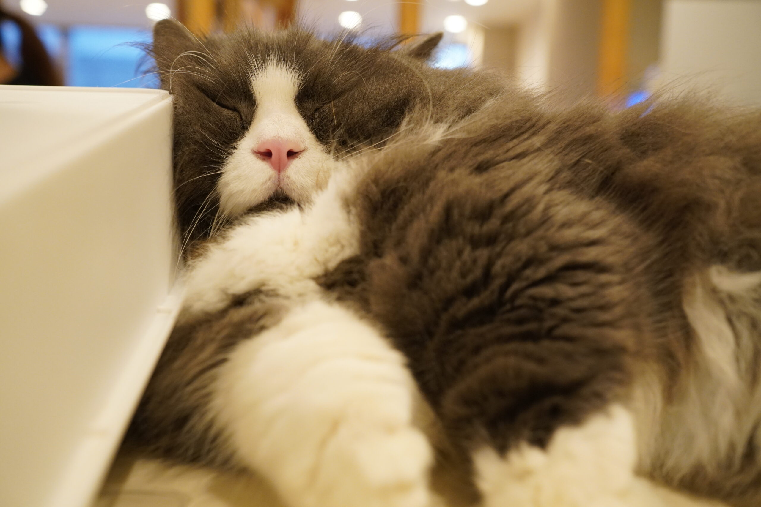 基本は受付ですが… | 【大阪・心斎橋】人懐っこい猫カフェCat tail