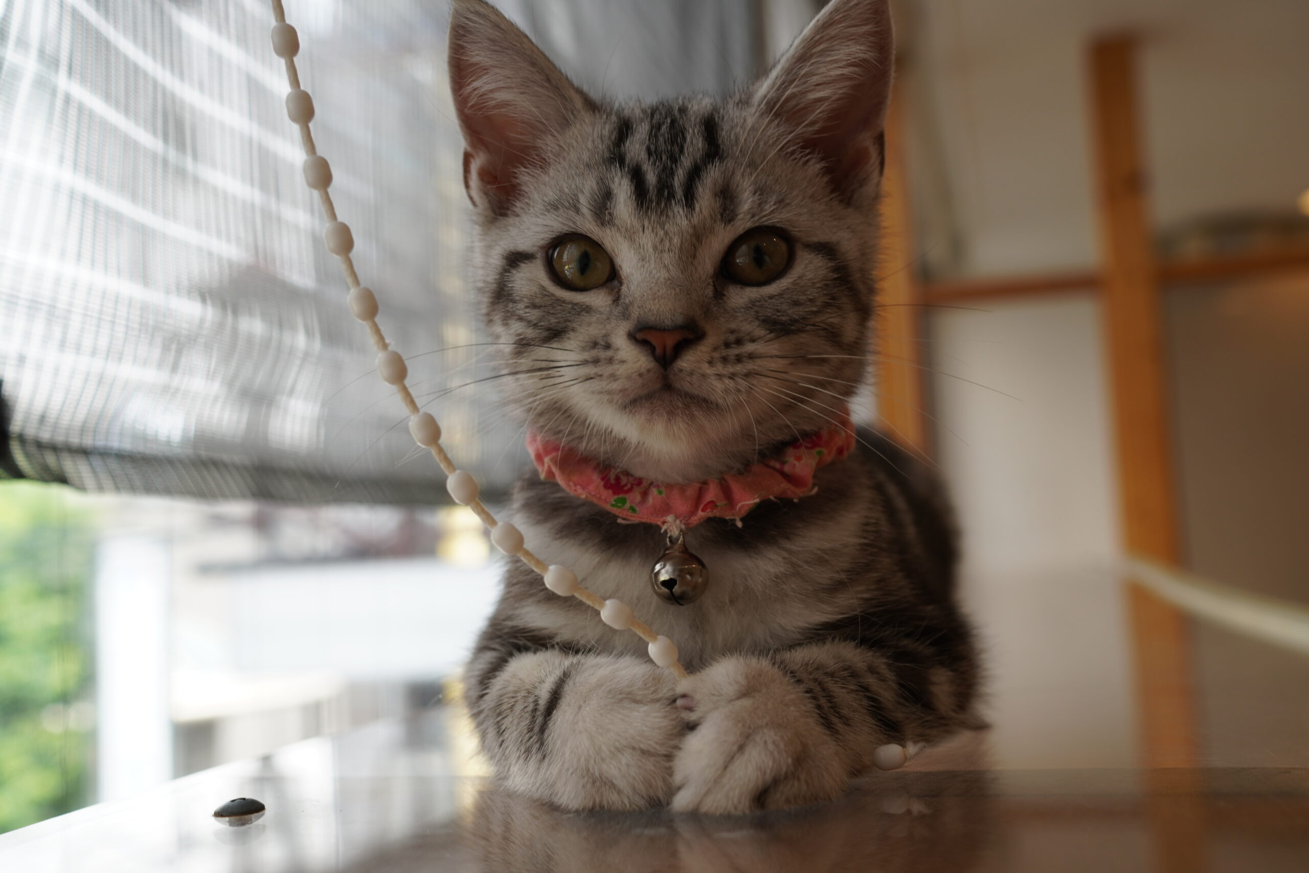 ちょこちょこあずきちゃん - 大阪の人懐っこい猫カフェCat tail