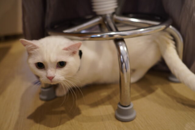 入るミルクん