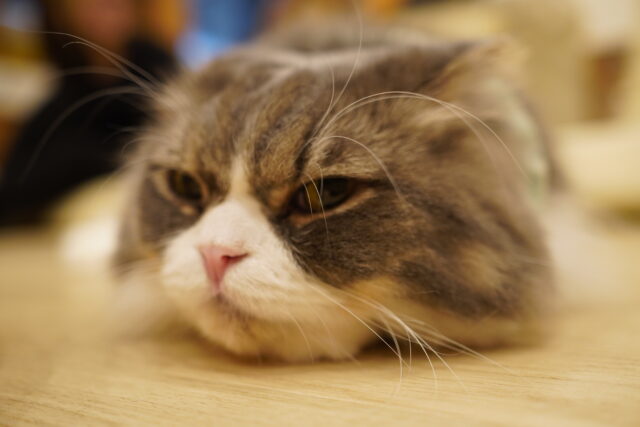 箱猫ミントくん