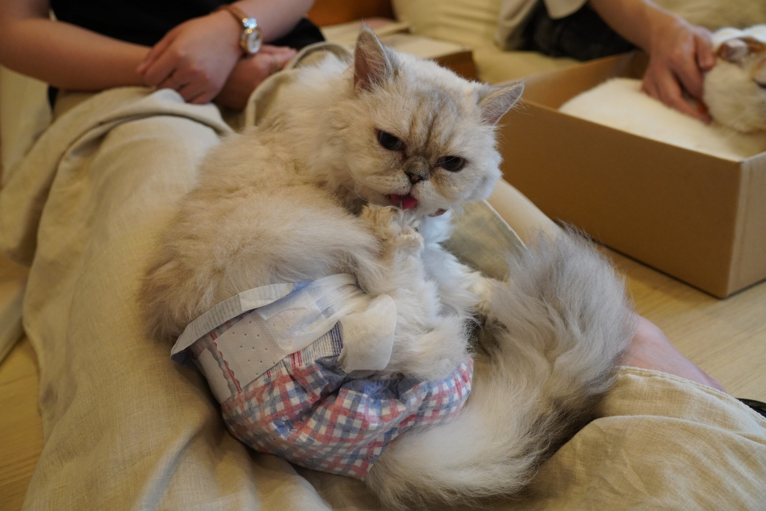 おむつ乗りしずくちゃん | 猫カフェCat tail 大阪心斎橋本店