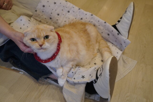 乗り出すくるみちゃん