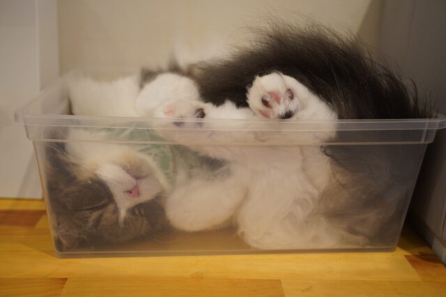 箱猫ミントくん