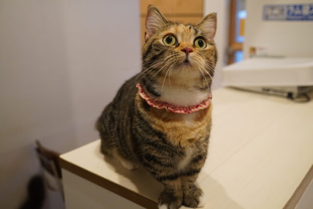 ごろごろあられちゃん