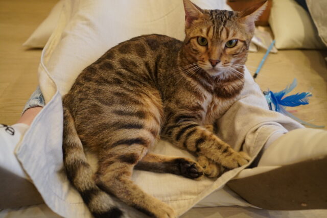 へそ天金時くん