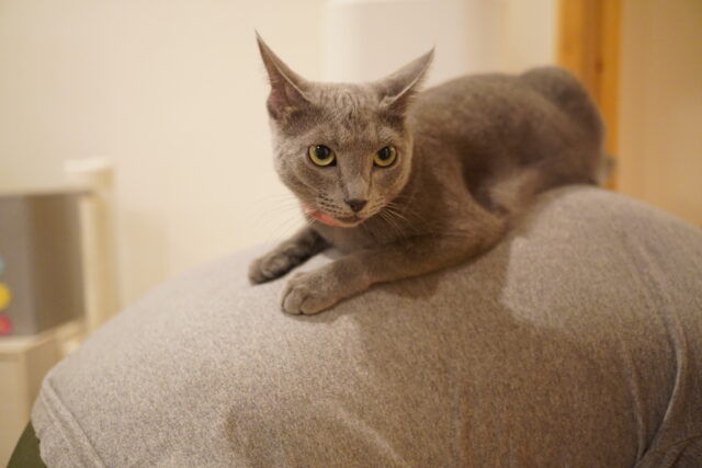 背中乗りローズちゃん