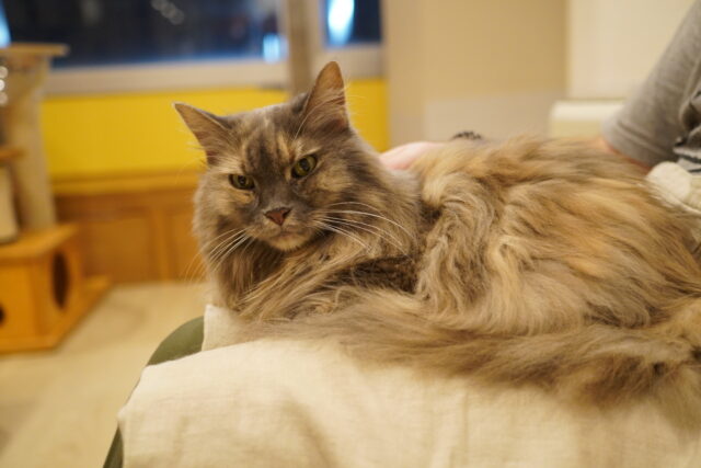 ちょい乗りこむぎちゃん