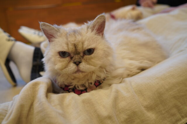 しずくちゃんが乗るには？