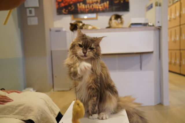 ひも遊びのジャスミンちゃん