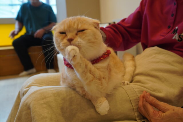 もらって乗ってくるみちゃん