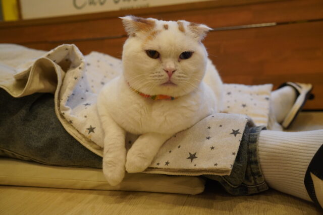 足掛け乗りマフィンくん