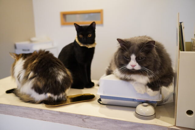 第21回総選挙1位～8位は？