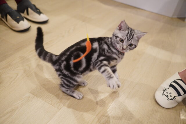 遊んで乗ってあずきちゃん