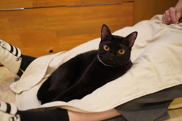 乗ることもあるうにくん