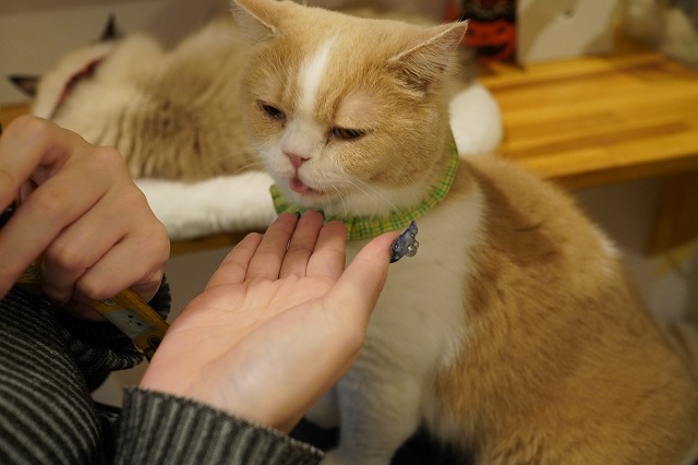 おひざに乗るけど…