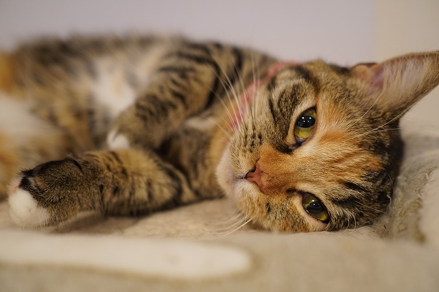 箱とごろんのあられちゃん