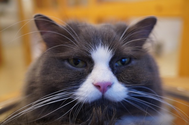 カップインラムネくん