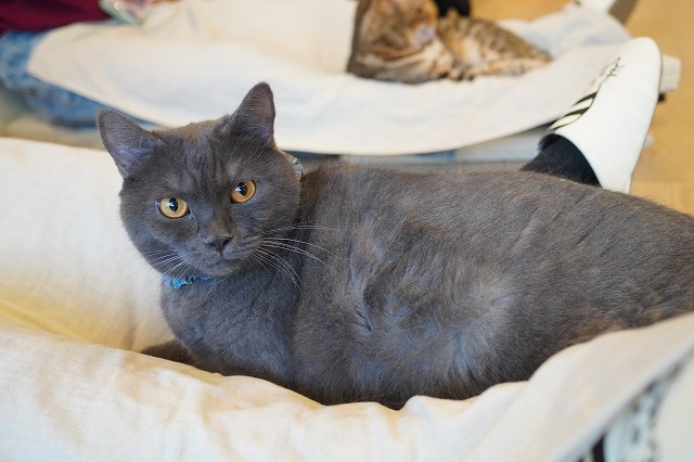 ゴロゴロ撫でて～トリュフくん