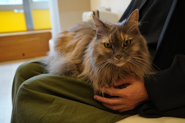 乗ったり入ったり遊んだり